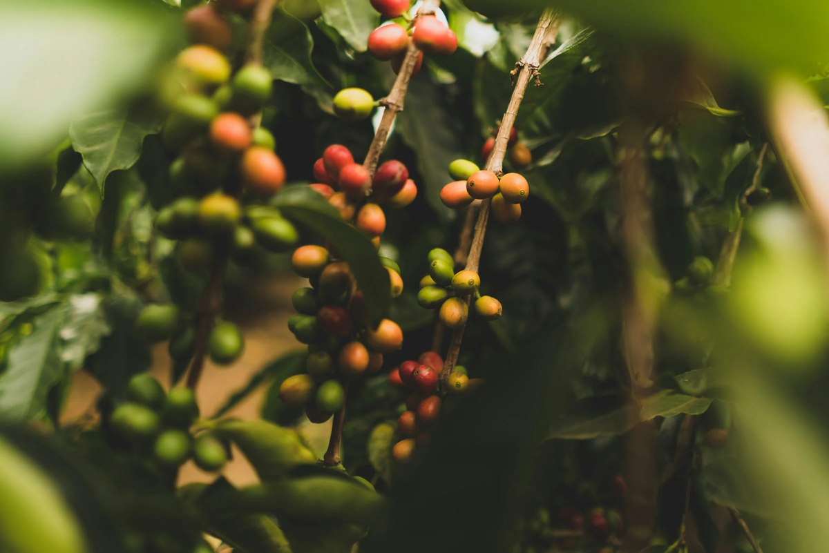 Ethiopia Yirgacheffe Gedicho G1 NATURAL
