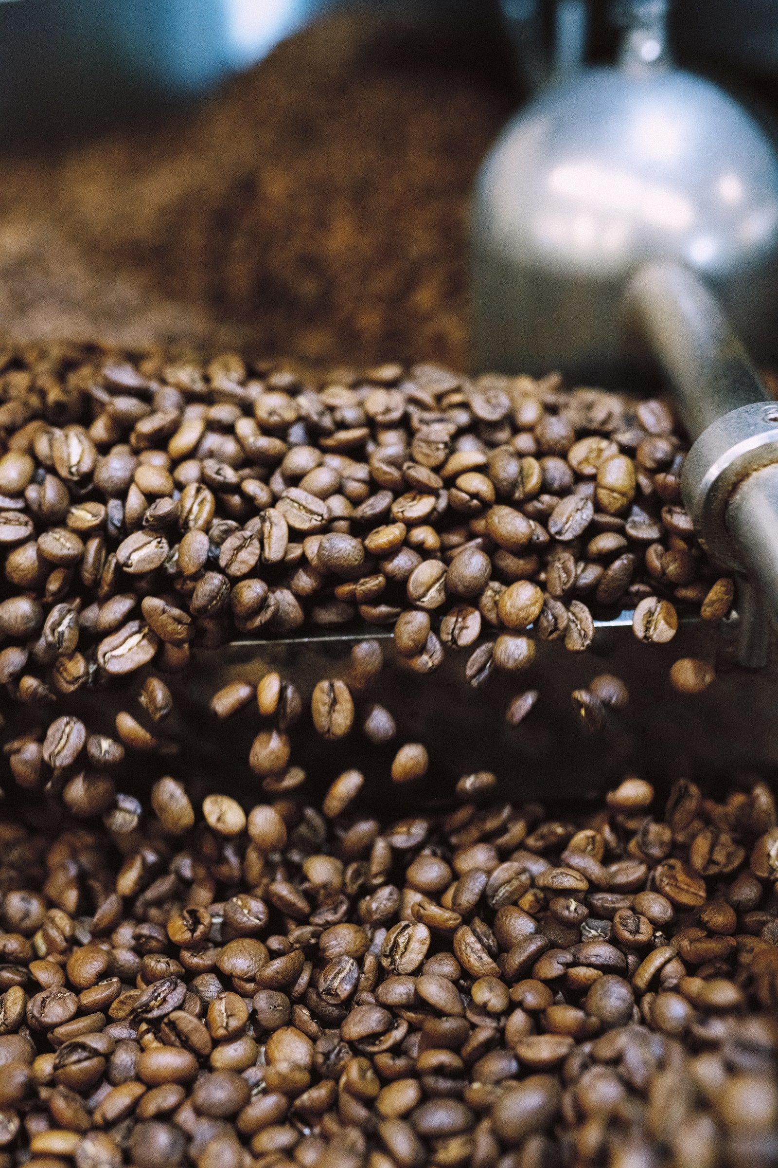 Granos de café de especialidad recién tostados